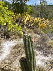 Pilosocereus