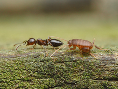 Myrmecophilus pergandei