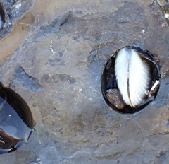 Irusella lamellifera