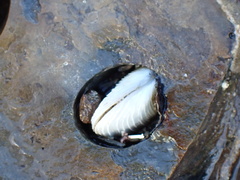 Irusella lamellifera