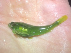 Clinocottus acuticeps