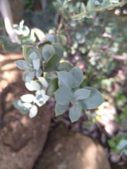 Osyris lanceolata
