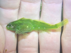 Clinocottus acuticeps