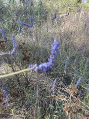Salvia lavanduloides