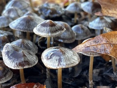 Psathyrella bipellis