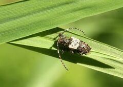 Pogonocherus hispidulus
