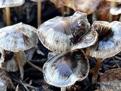 Psathyrella bipellis