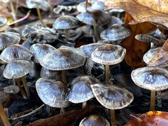 Psathyrella bipellis
