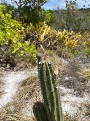 Pilosocereus