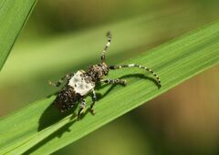 Pogonocherus hispidulus