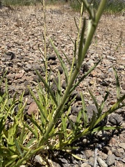 Malesherbia linearifolia