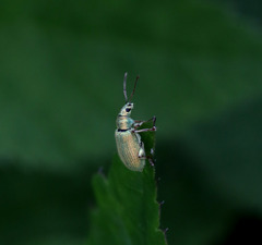 Phyllobius argentatus