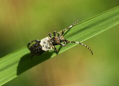 Pogonocherus hispidulus