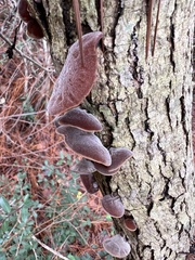 Auricularia polytricha