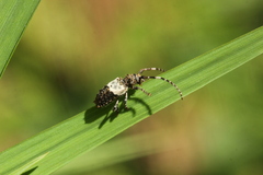 Pogonocherus hispidulus