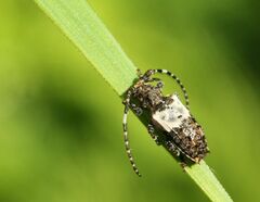 Pogonocherus hispidulus