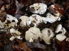 Hygrophorus subsordidus