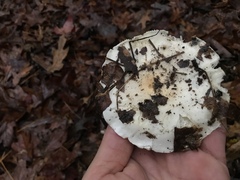 Hygrophorus subsordidus