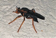 Proagonistes