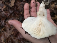 Hygrophorus subsordidus