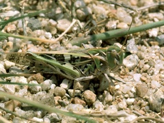 Oedaleus decorus