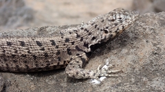 Microlophus barringtonensis