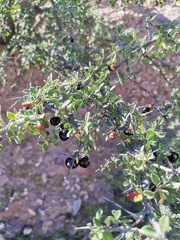 Condalia correllii