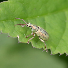 Phyllobius argentatus