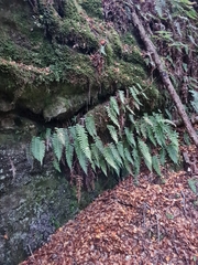 Cranfillia deltoides