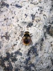Cephenemyia stimulator