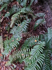 Cranfillia deltoides