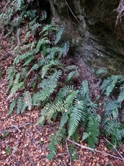 Cranfillia deltoides