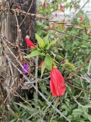 Malvaviscus penduliflorus