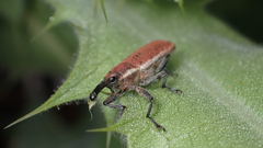 Lixus scolopax