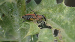 Lixus scolopax