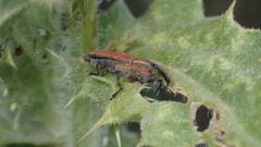 Lixus scolopax