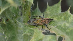 Lixus scolopax