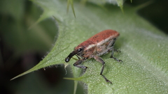 Lixus scolopax