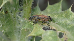 Lixus scolopax