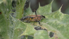 Lixus scolopax