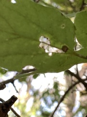 Mecynogea lemniscata