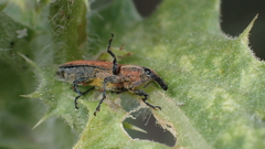Lixus scolopax