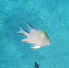 Amblyglyphidodon indicus