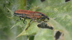 Lixus scolopax