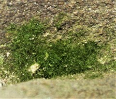 Crepidomanes intricatum