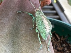 Compsus viridivittatus