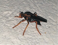 Proagonistes
