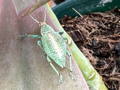 Compsus viridivittatus