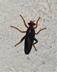 Proagonistes