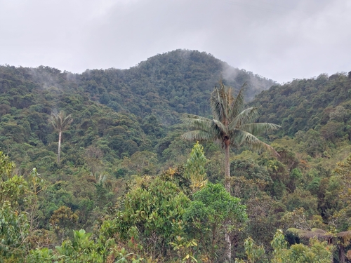Image of Ceroxylon quindiuense by (c) Daniel Mesa, some rights reserved (CC BY)